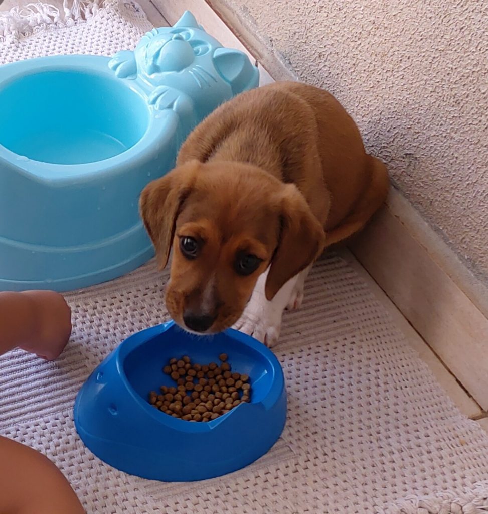 Cachorrinho sumiu no Bairro Guarujá Cachorrinho sumiu no Bairro Guarujá