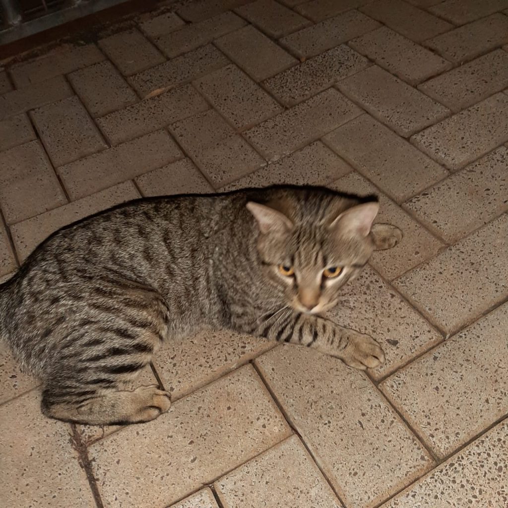 Gato é encontrado no Tropical