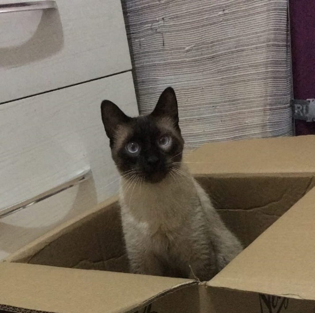 Gatinho sumiu no Bairro Pacaembu