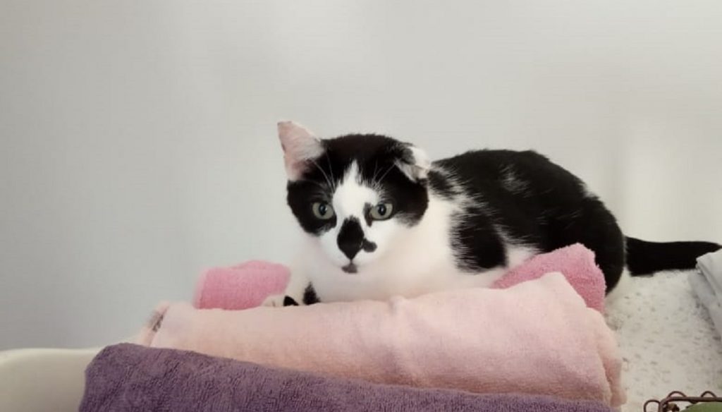 Gatinho desapareceu em Céu Azul