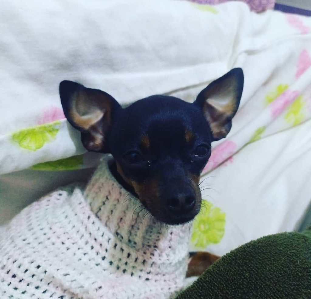 Cachorrinha desapareceu no Bairro Pioneiros Catarinense