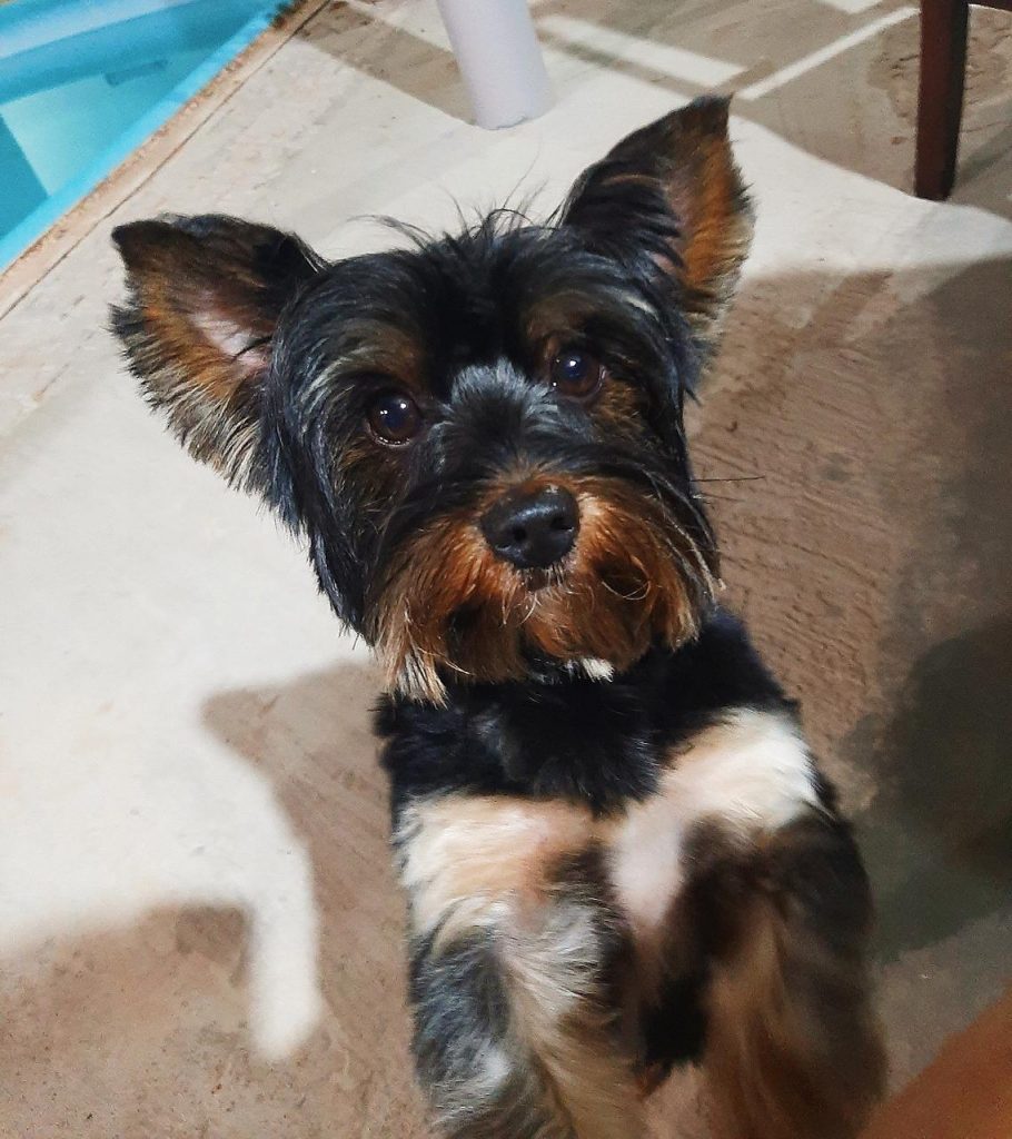 Cachorrinho de raça Yorkshire desapareceu no Bairro São Cristóvão