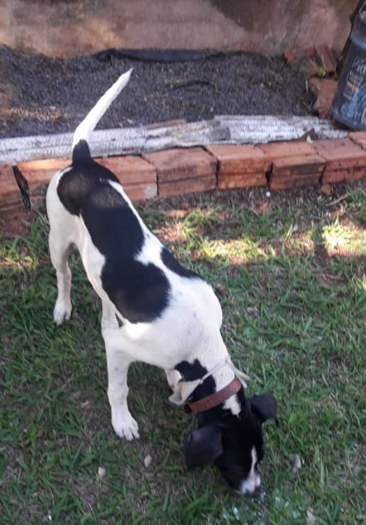 Cachorrinho foi encontrado no Bairro Periolo