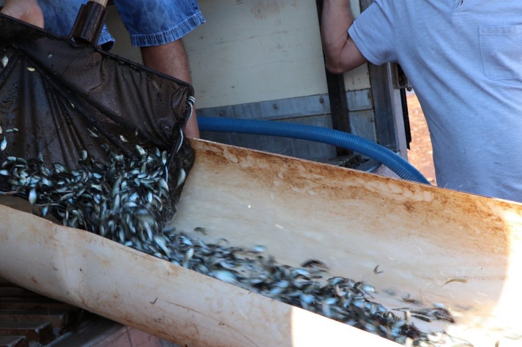 Sanepar e Amigos dos Rios fazem soltura de peixes em Cascavel