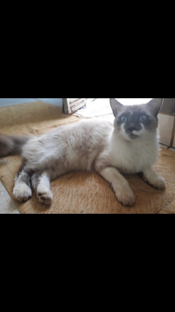 Gatinha desapareceu na região Central de Cascavel