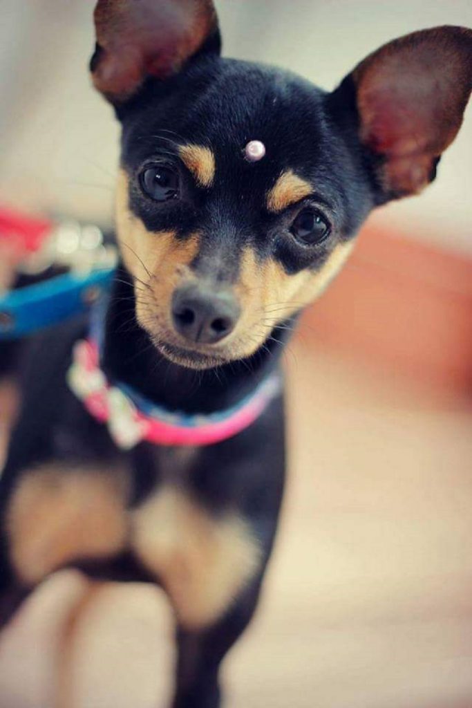 Cachorrinha que atende por “sininho” sumiu no Bairro Presidente