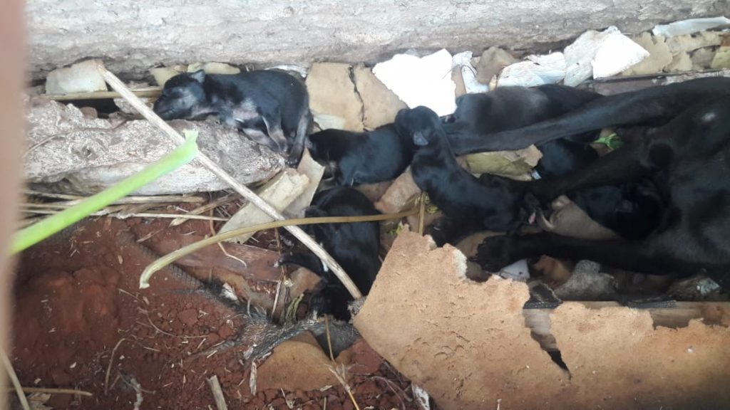 Internauta pede ajuda para adotar cachorrinhos abandonados