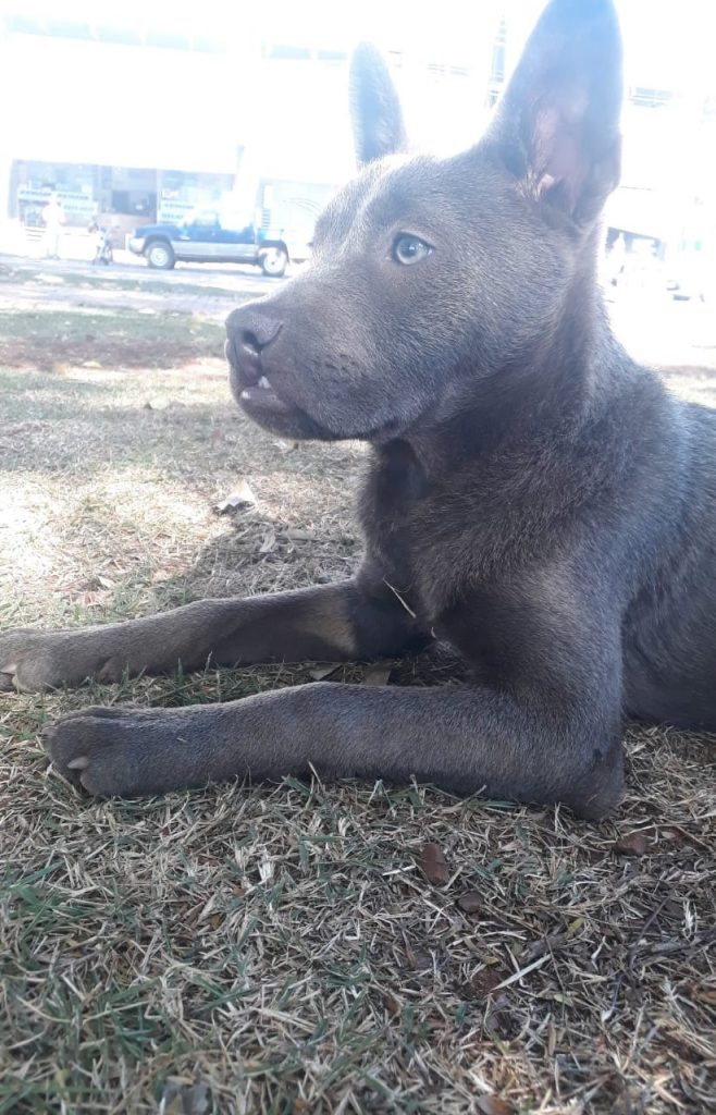 Cachorro Taurus some na região do Brasmadeira