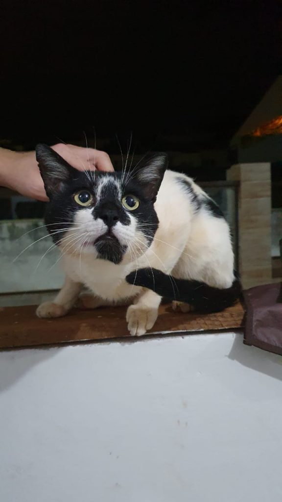 Gato é encontrado no Ciro Nardi