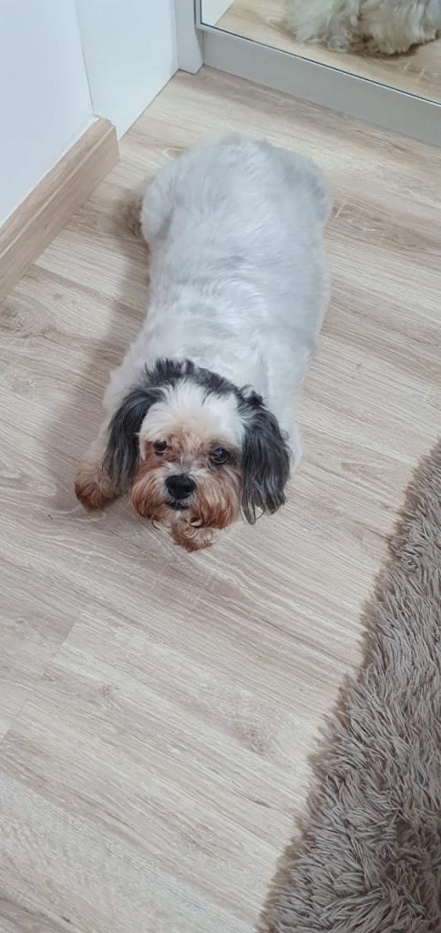 Cachorrinha é encontrada no Maria Luíza