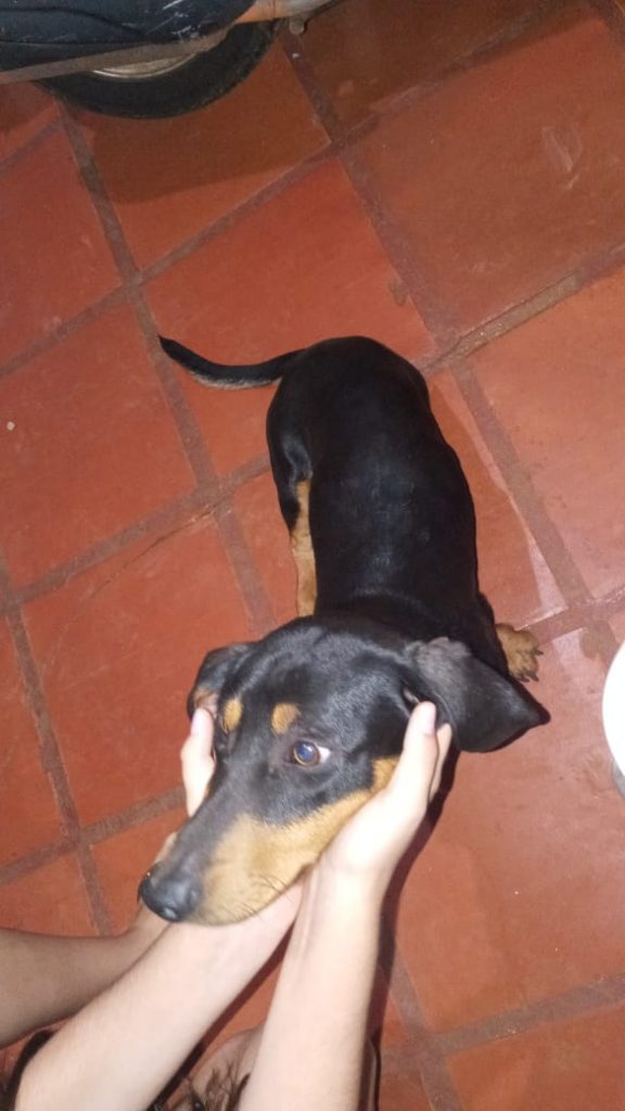 Cachorrinho é encontrado no Faculdade