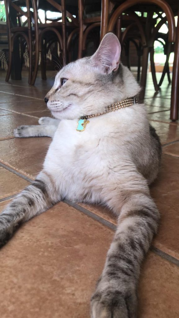 Gata de estimação está desaparecida