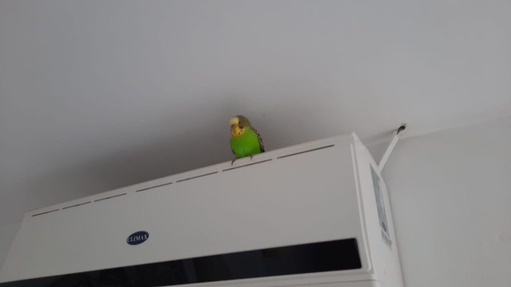 Periquito aparece em apartamento do Bairro Country