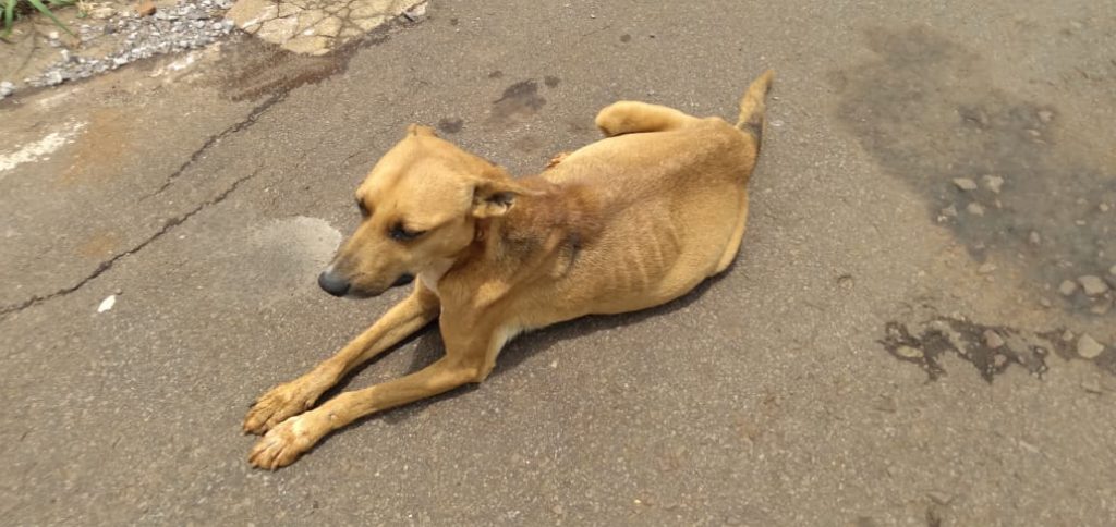 Moradora pede ajuda para o tratamento de cachorrinha que sofre de pancreatite canina