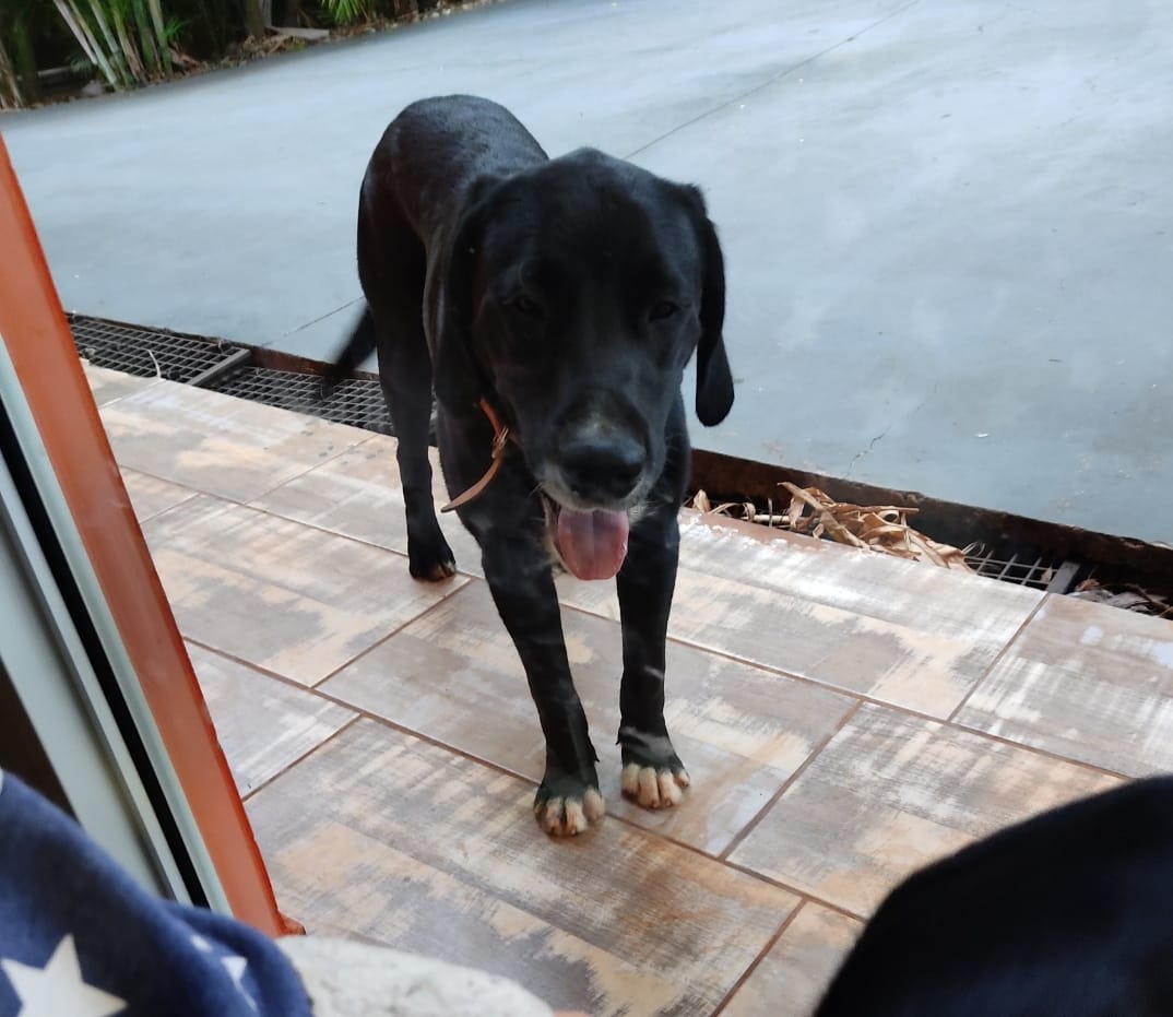 Cachorro Nego sumiu no Periolo Imagem referente a Cachorro Nego sumiu no Periolo