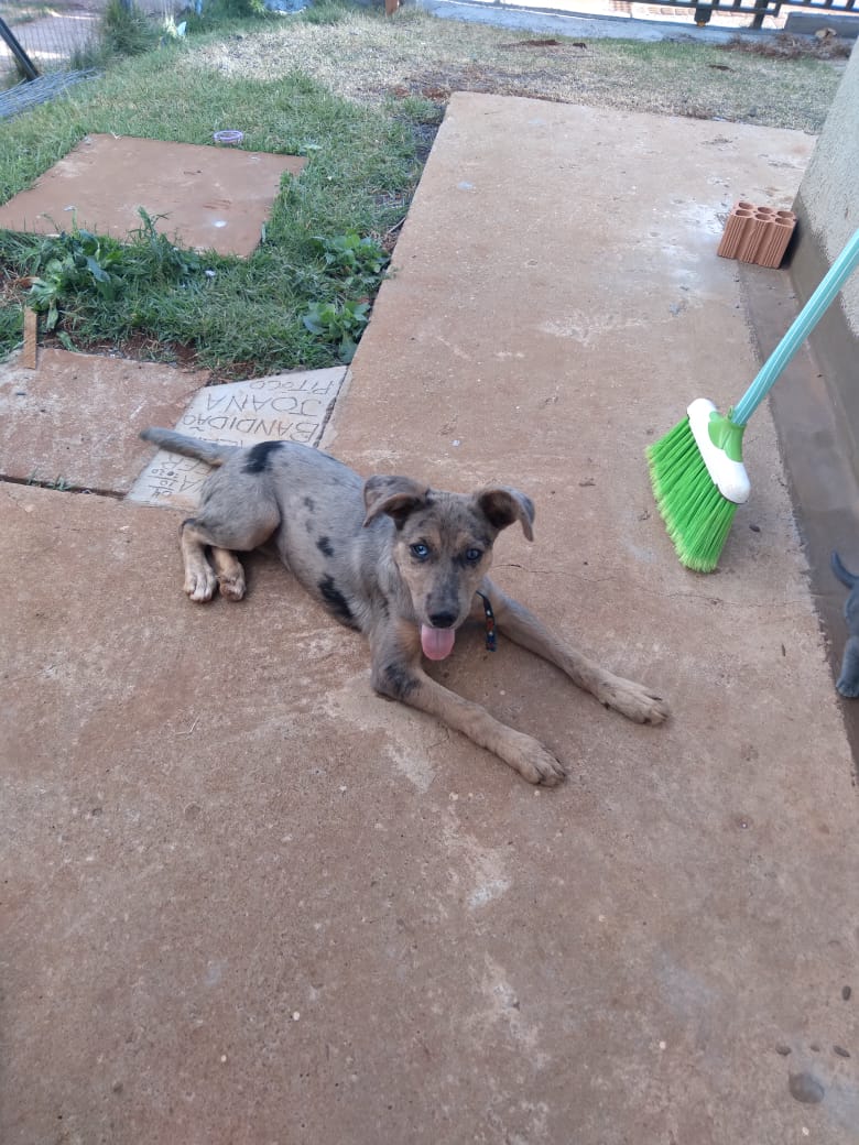 Cachorra fugiu no Loteamento Rivera Imagem referente a Cachorra fugiu no Loteamento Rivera