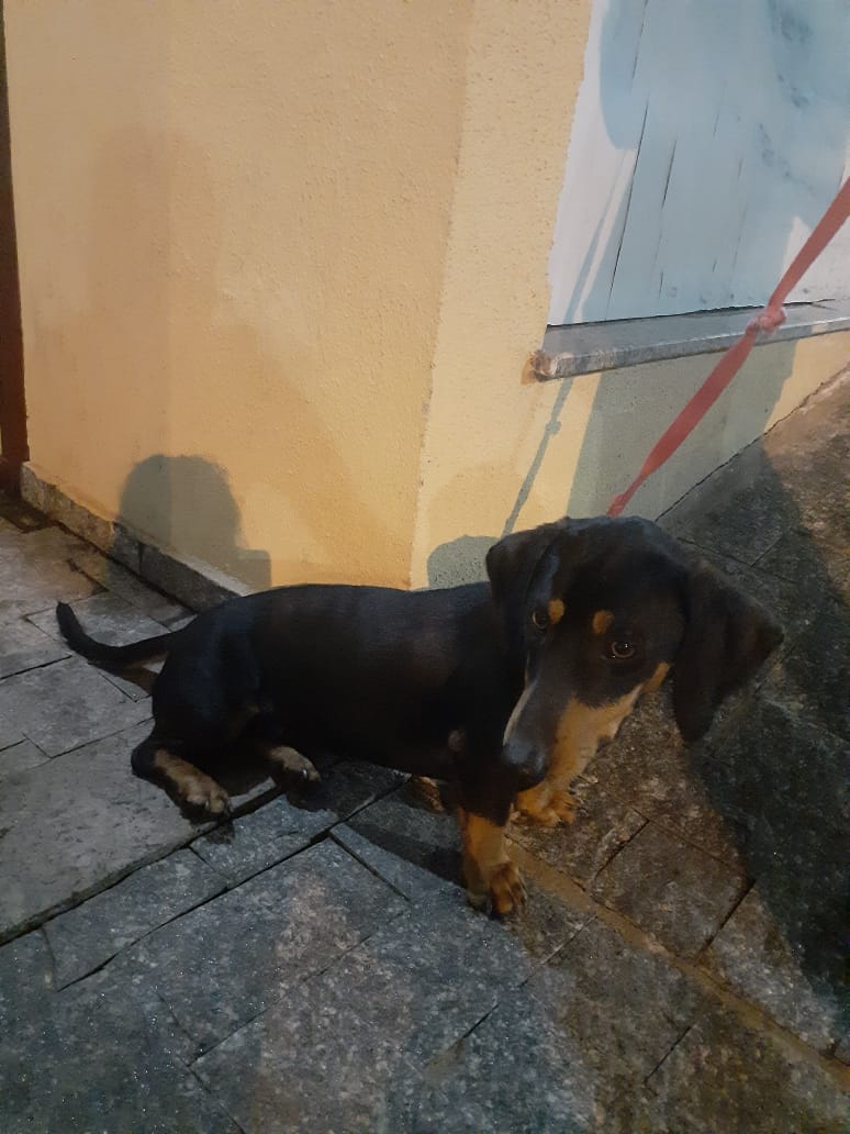 Cachorro foi encontrado no Bairro Universitário Imagem referente a Cachorro foi encontrado no Bairro Universitário