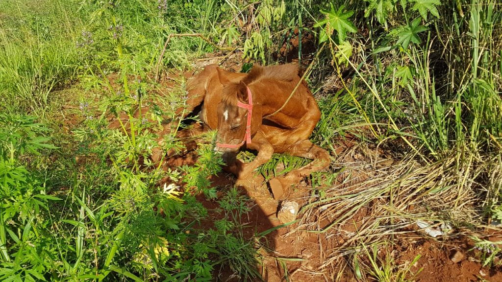 Cavalo é deixado em terreno no Quebec e moradores pedem ajuda