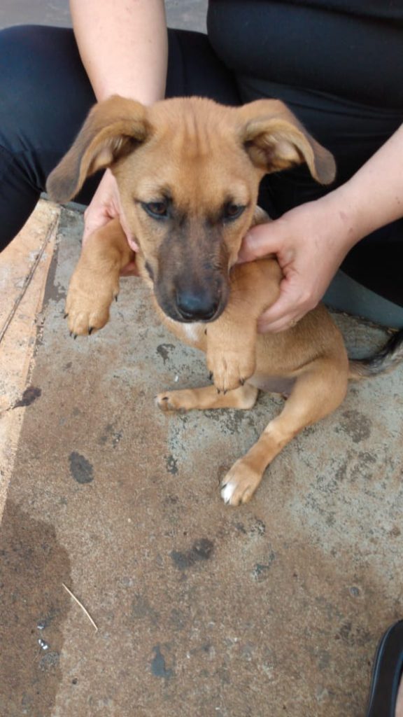Cachorrinha está disponível para adoção