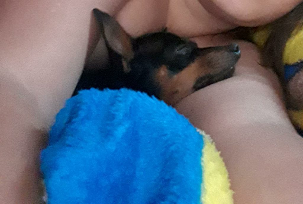 Cachorrinho Max sumiu no Parque São Paulo