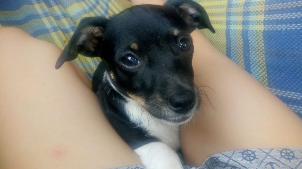 Cachorra sumiu no Bairro Canadá