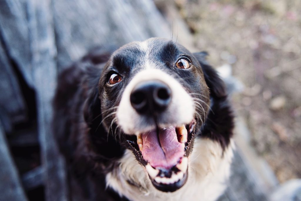Pets exigem cuidados redobrados no fim de ano