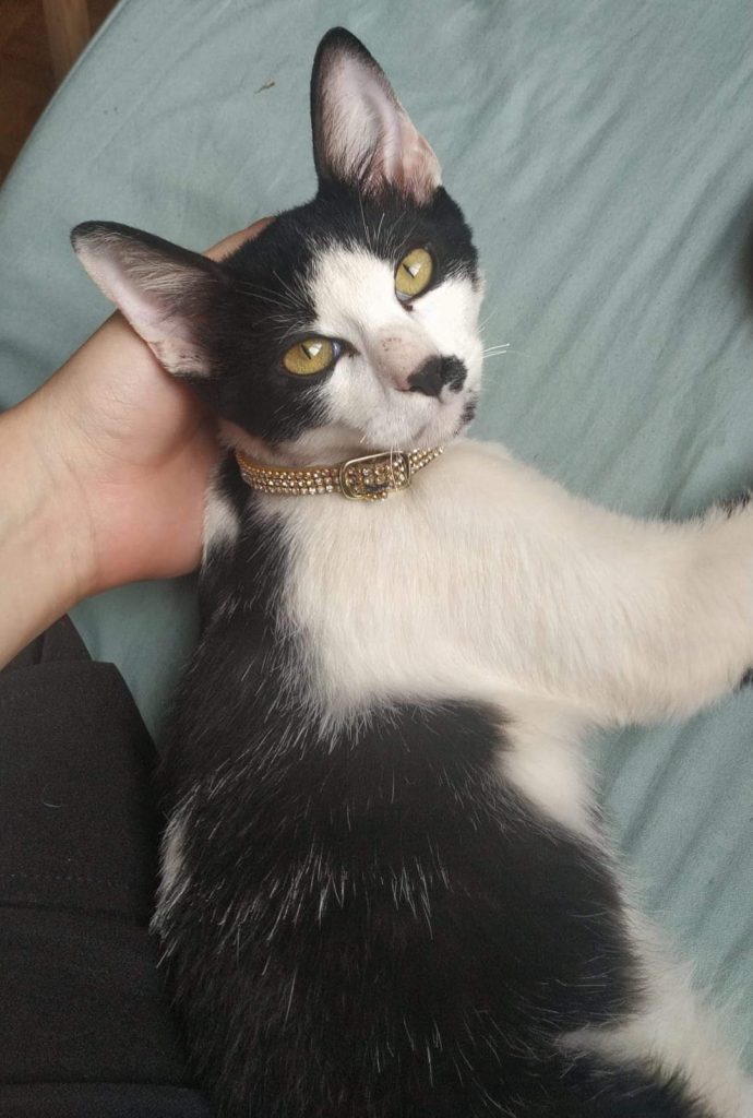 Gata de estimação é encontrada na região próxima ao Shopping JL