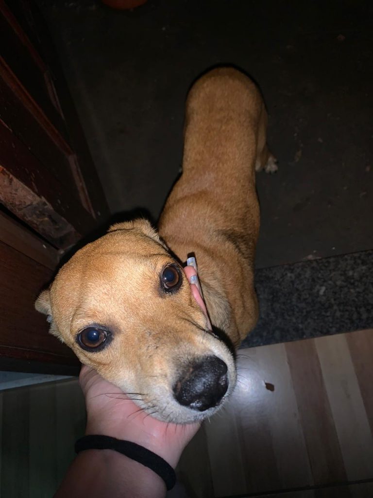 Moradora do Jardim Veneza acolhe cachorrinho e deseja devolvê-lo ao dono