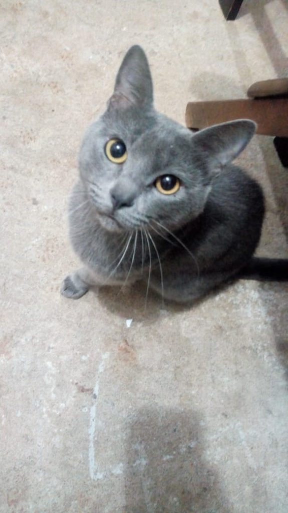 Gato de estimação é encontrado no Bairro Universitário