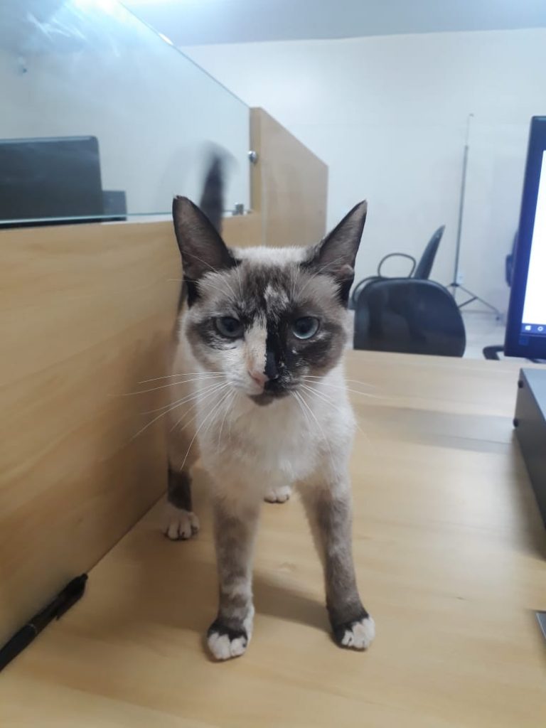 Gata está disponível para adoção