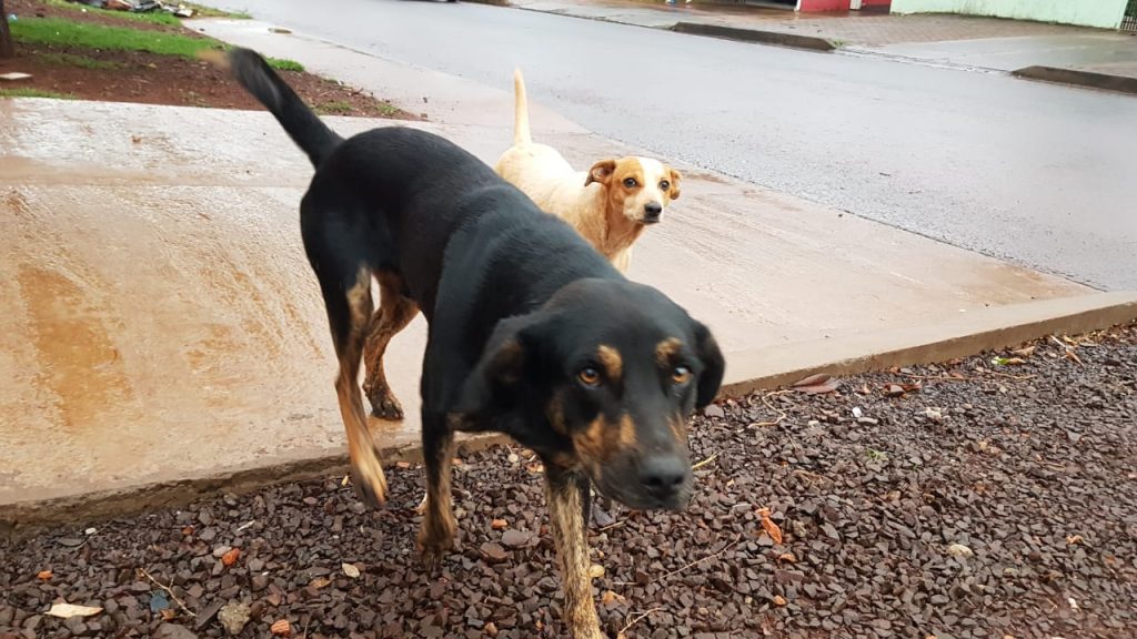 Internauta comunica que três cães (um macho e duas fêmeas) estão disponíveis para adoção
