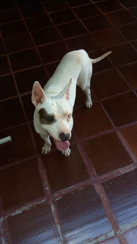 Pitbull ‘Bastião’ está desaparecido há cinco dias e dona pede ajuda para encontrá-lo