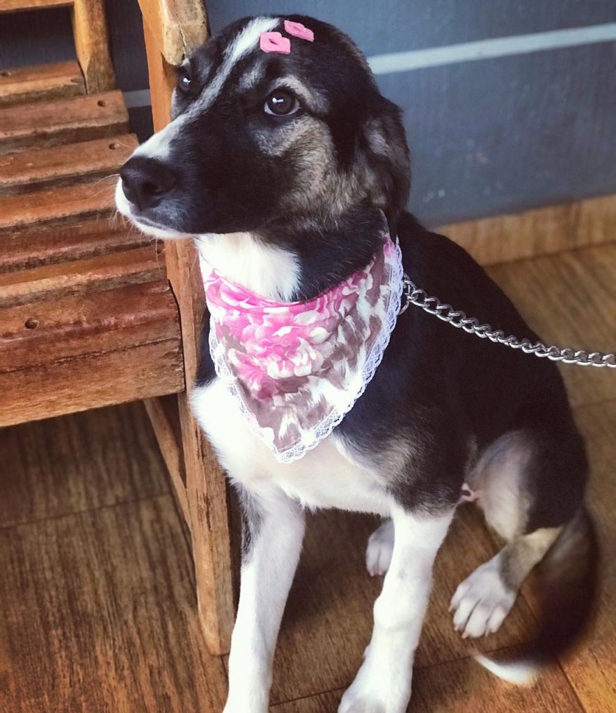 Cachorrinha ‘Sol’ está desaparecida na região do Jardim Colmeia