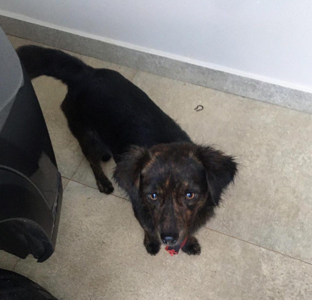 Internauta localiza cão na Rua Públio Pimentel e tenta encontrar o dono