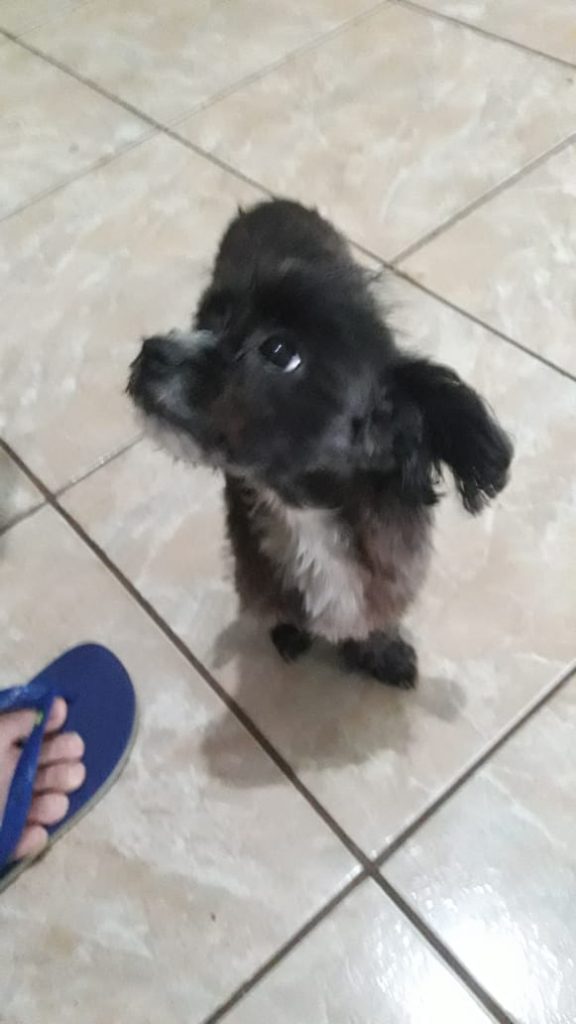Cachorrinha é encontrada no Brasmadeira