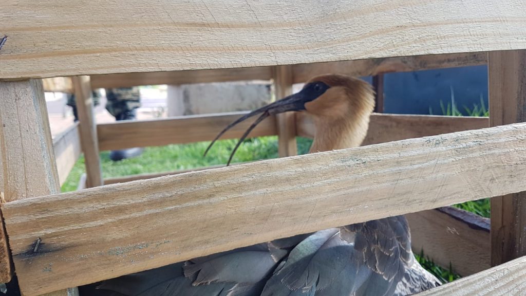 Curicaca ‘aparece’ em casa no Riviera e é resgatado pela Patrulha Ambiental e Sec. de Meio Ambiente