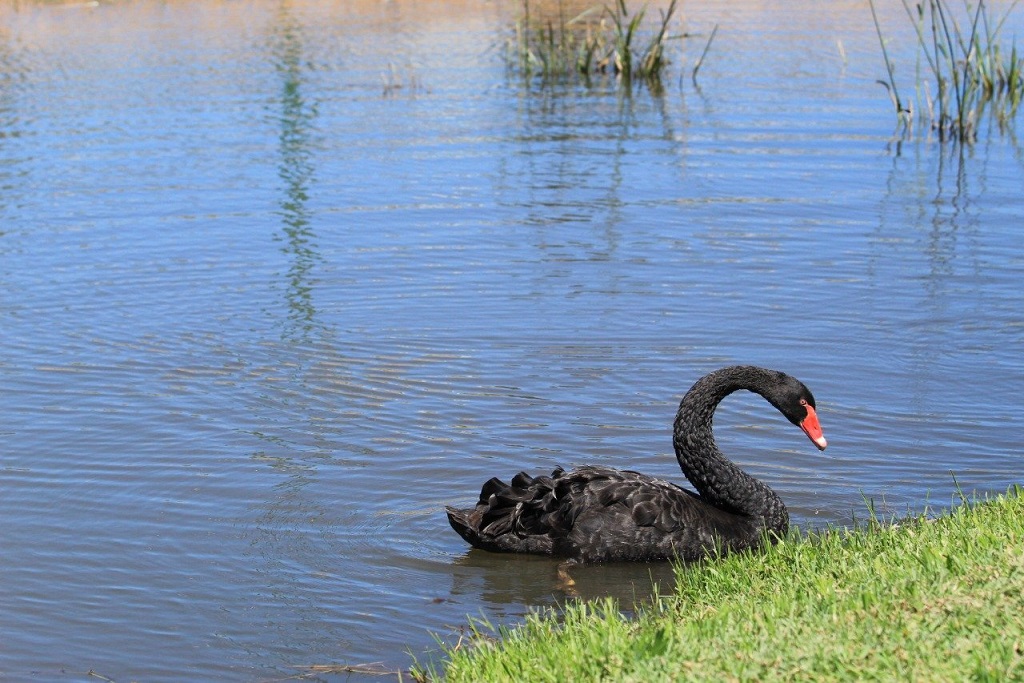 Soltura irregular faz aumentar a população de aves aquáticas no lago do Ecopark Oeste Imagem referente a Soltura irregular faz aumentar a população de aves aquáticas no lago do Ecopark Oeste