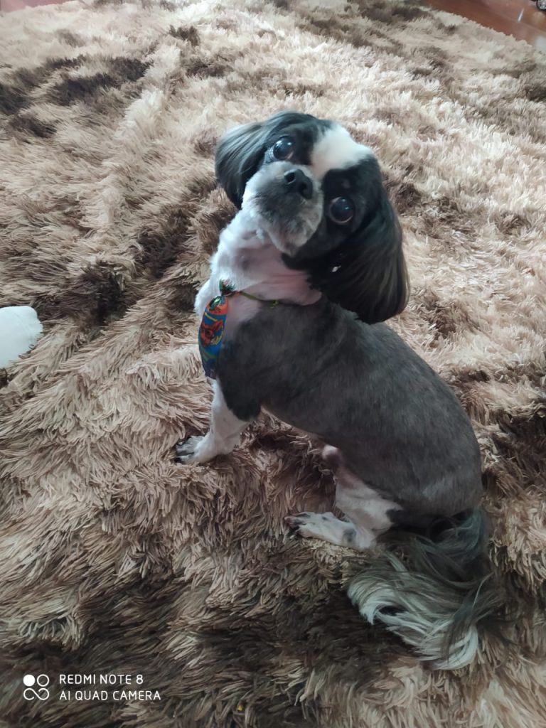Cachorro Shitzu está desaparecido na região da FAG