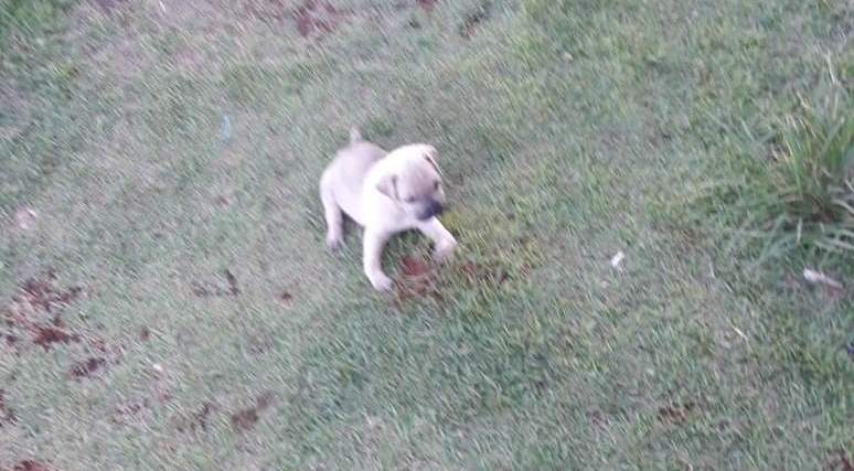 Mulher pede ajuda para tratamento de sua cachorrinha