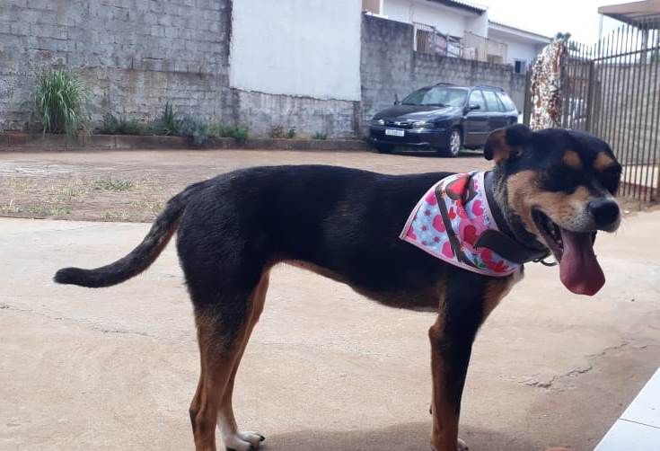 Cachorrinha Mel está perdida no Bairro Morumbi