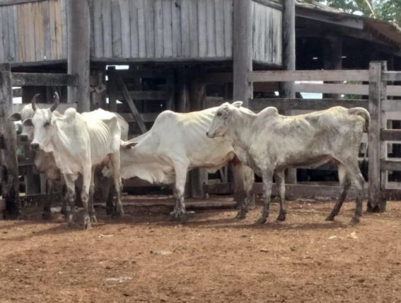 Filho é preso por furtar gado da fazenda do pai no Mato Grosso