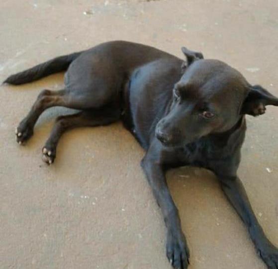 Cachorra abandonada por dona procura novo lar