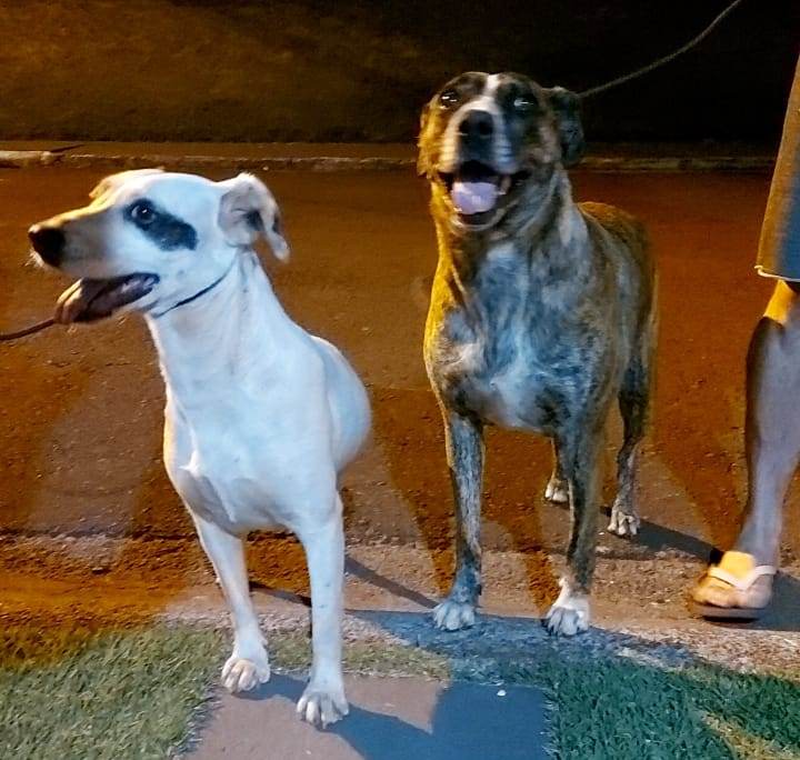 Duas cachorras são encontradas no Parque Verde