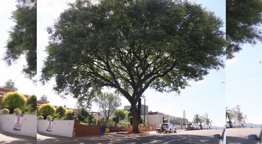 Árvore histórica é preservada em Francisco Beltrão