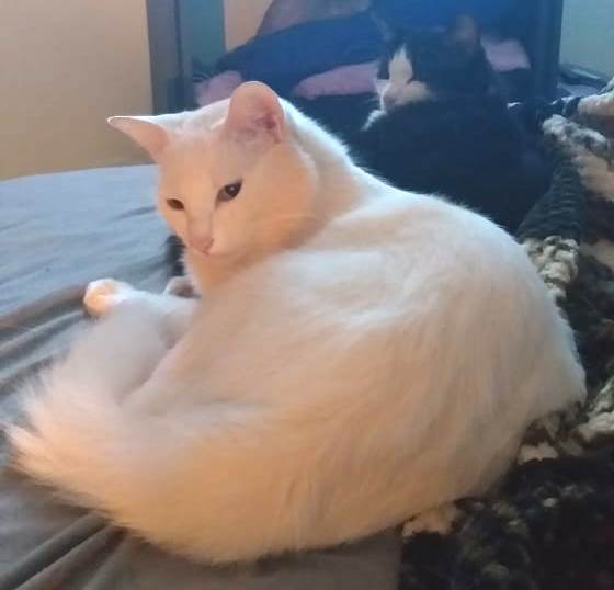 Gato Merlin ainda não voltou para casa no Tropical