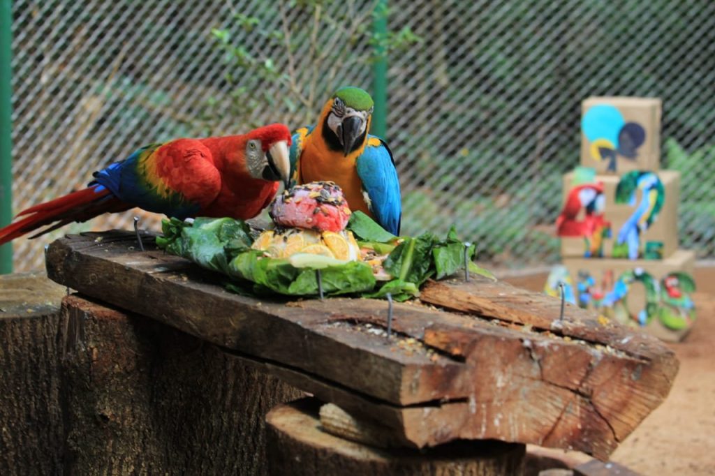 Zoo de Cascavel completa 42 anos e animais ganham bolo de carne