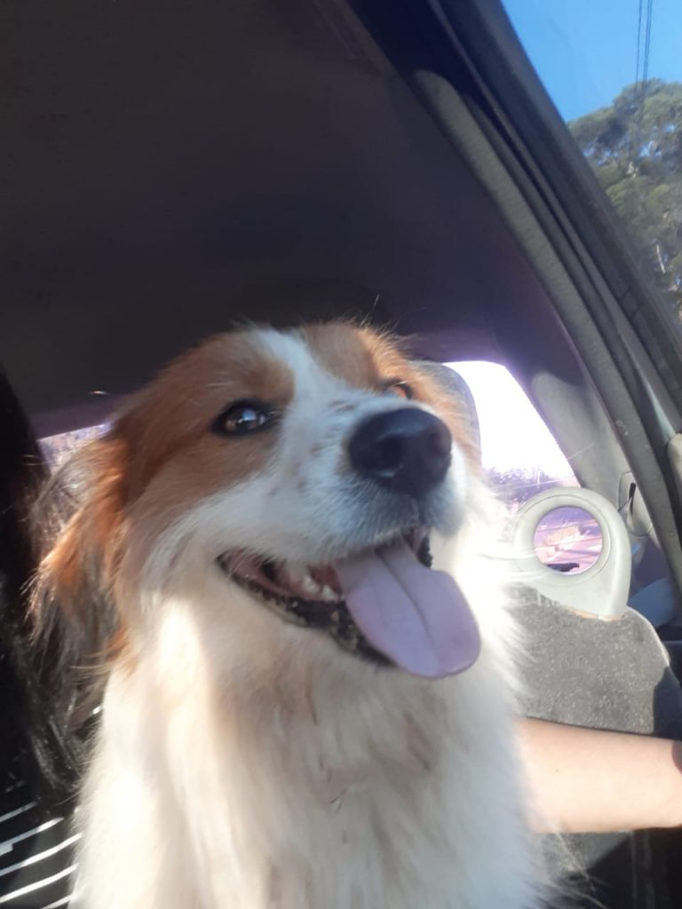Cachorrinho é encontrado em frente ao Fórum; internauta deseja devolvê-lo ao dono