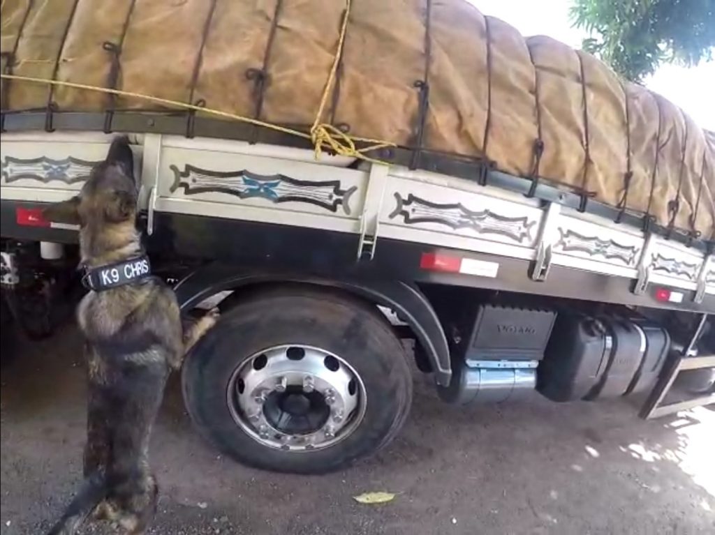 Denarc de Maringá apreende 3 toneladas de maconha durante abordagem a caminhão em Jataizinho