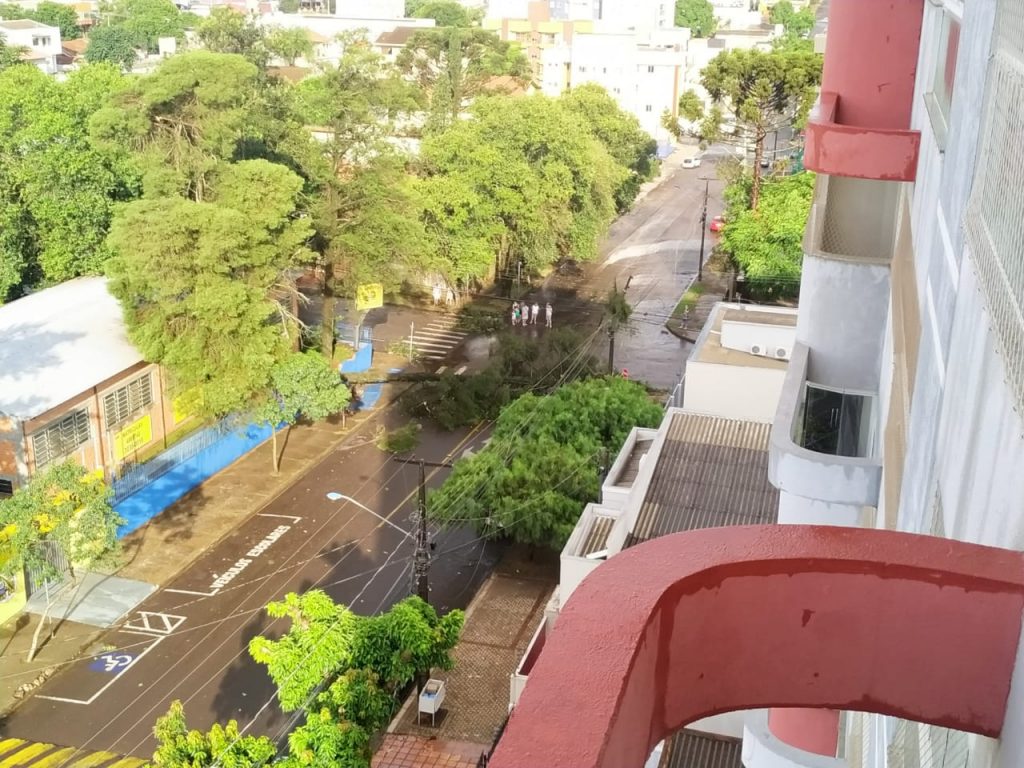 Pinheiro cai com força do vento no Centro de Cascavel; região ficou sem energia elétrica
