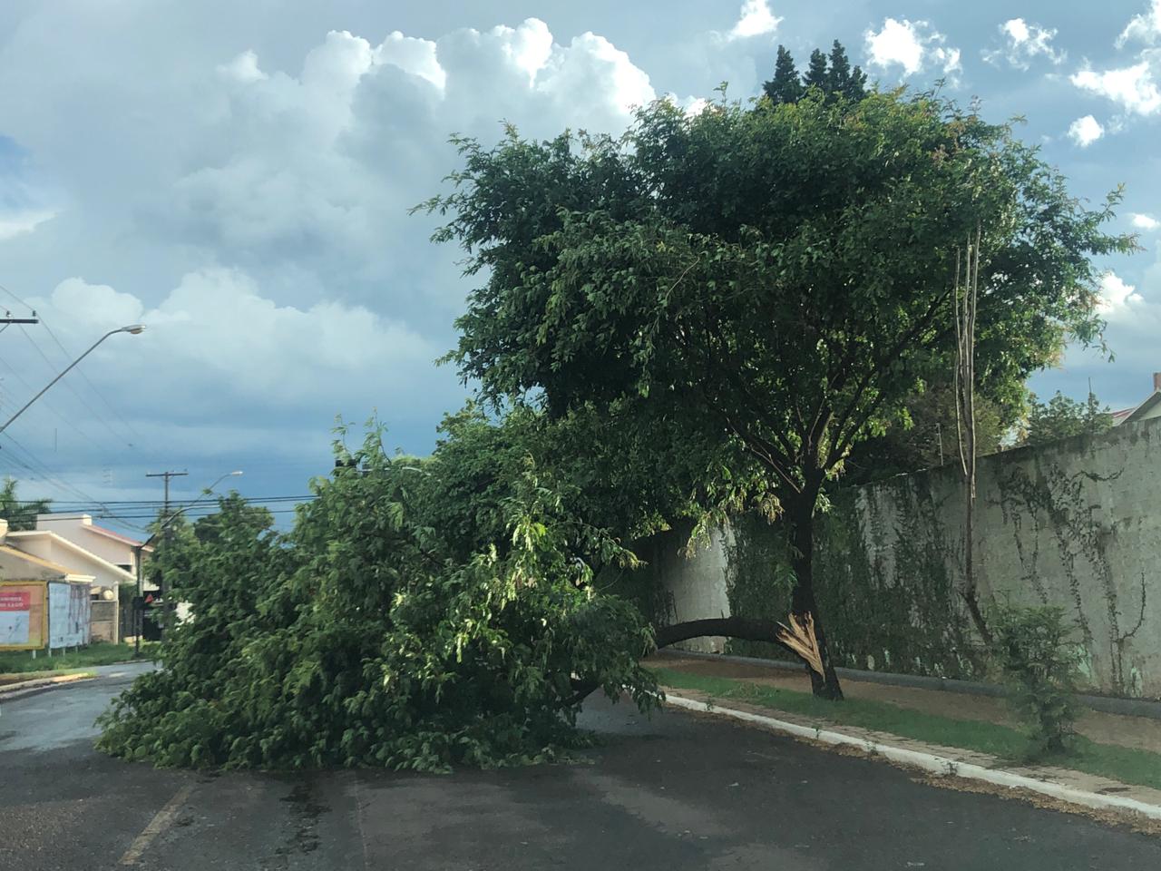 Parte de árvore é derrubada por ventos fortes na rua Alexandre de Gusmão